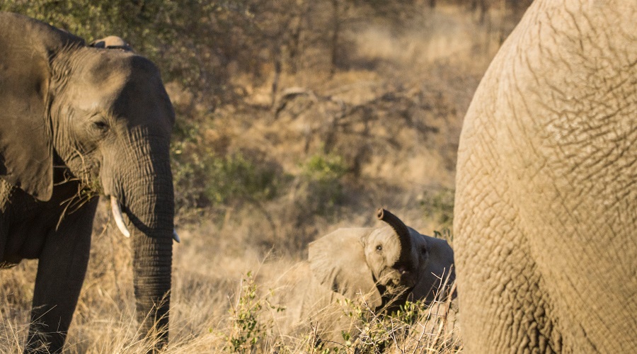 8 day luxury serengeti & ngorongoro safari – private tour package